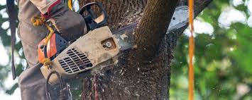 Best Storm Damage Tree Cleanup  in Gordonsville, TN
