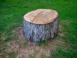 Best Tree Removal  in Gordonsville, TN