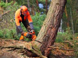  Gordonsville, TN Tree Removal Pros