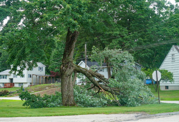Best Tree Preservation Services  in Gordonsville, TN