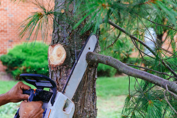 Best Palm Tree Trimming  in Gordonsville, TN